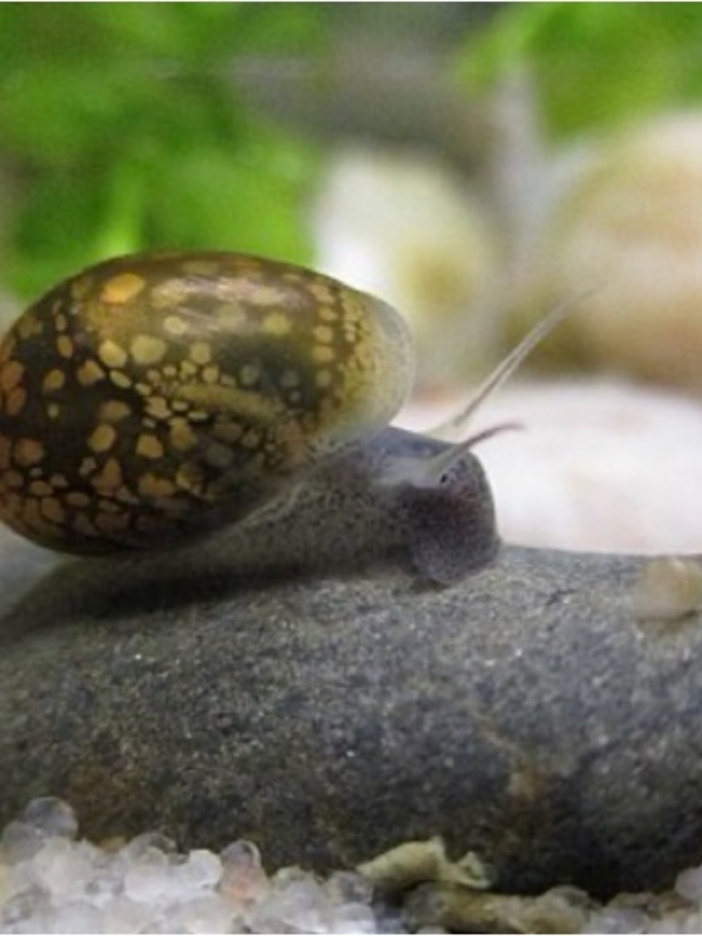 Bladder Snails - Pond Snails - Feeder Snails Clean up Crew
